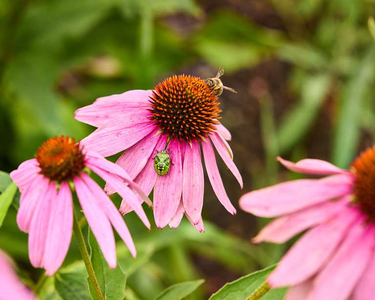 Botanical Garden - Prague
