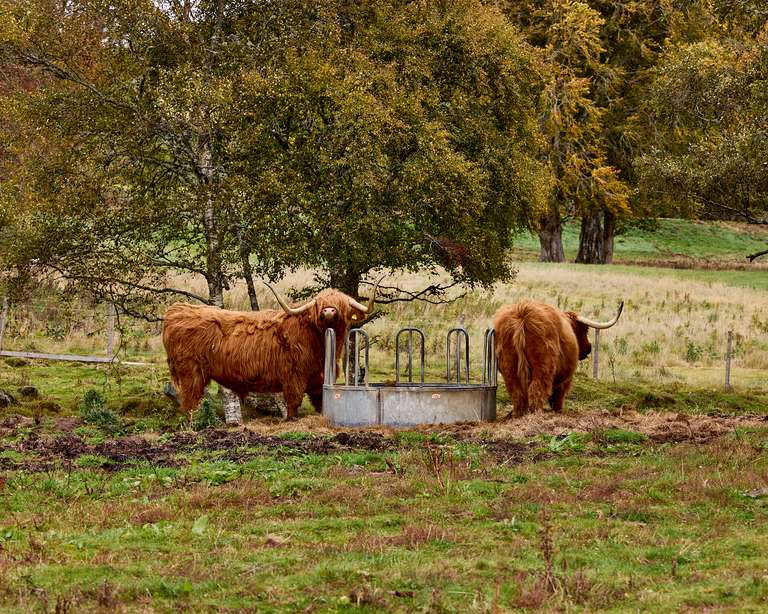 Highland Coos! - Inverness Scotland