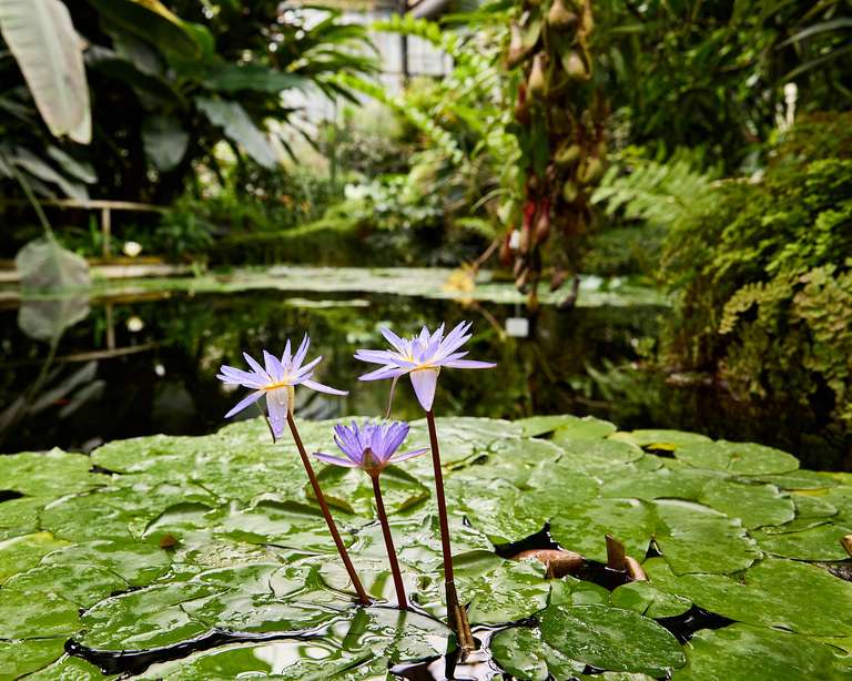 Lillypad Flowers Prage Botanical Garden